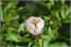 image29