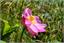 image16