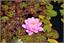 image05